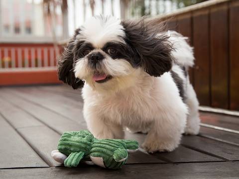 O shih-tzu Victor brinca com seu sapo de pelúcia'