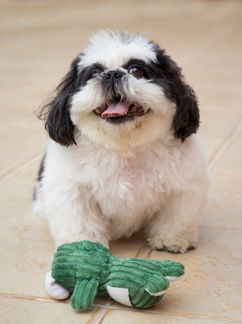 O shih-tzu Victor posa para foto'