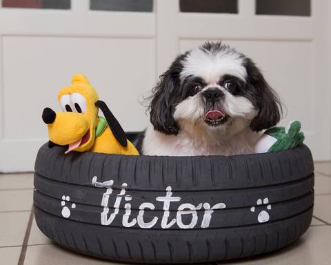 O estiloso  shih-tzu Victor posa na sua cama personalizada, junto com seus brinquedos'