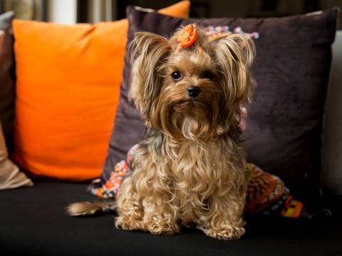 A pequena Yorkshire terrier posa no sofá para ensaio fotográfico'