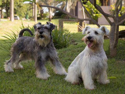As duas irmãs Schnauzer posam para fotografia'