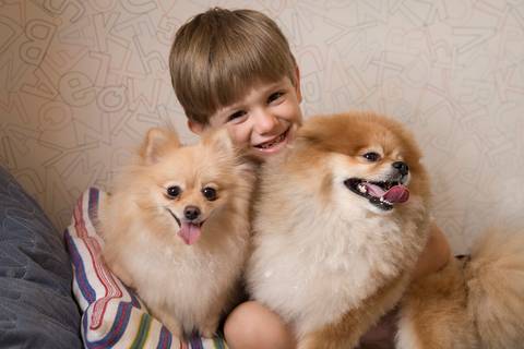 Os dois irmãos Spitz posam com seu irmão humano, na cama'