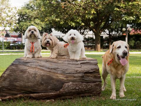 Os quatro irmãos pets posam no parque, todos juntos'