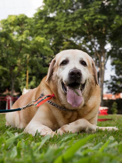 O labrador Yank, já idoso posa para fotografia'