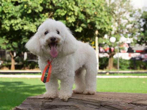 O poodle, já idoso posa para fotografia'