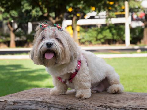 a linda shih-tzu posa para fotografia'