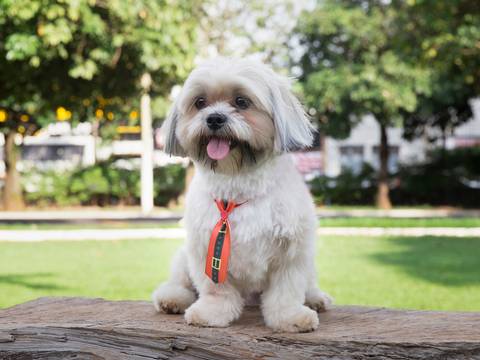 o lindo shih-tzu posa para fotografia'