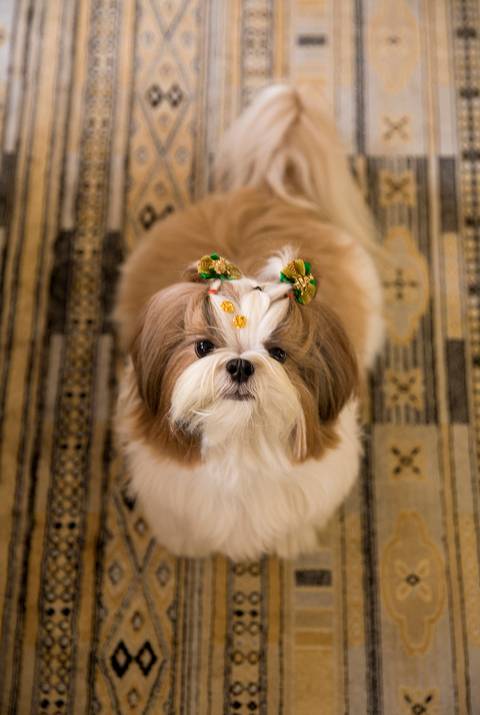 A shih-tzu Cook posa no tapete estampado'