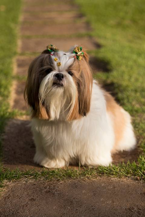 A shih-tzu Cook posa no jardim de casa'