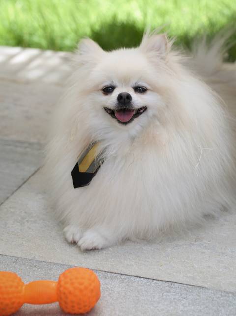 O Spitz snow posa para foto com seu brinquedo'