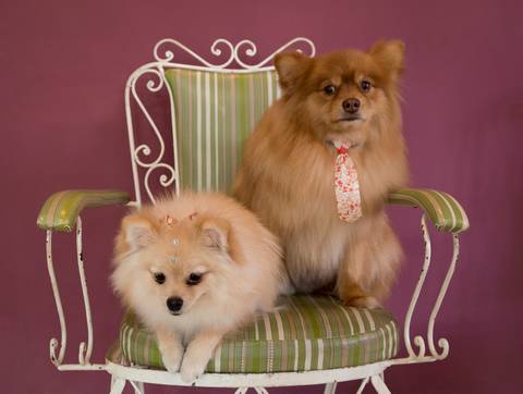 Os lindos irmãos pets Spitz, posam na cadeira para foto'
