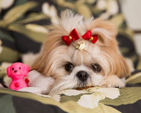 A shih-tzu Filó posa para foto, deitada no  sofá em meio aos seus brinquedos'