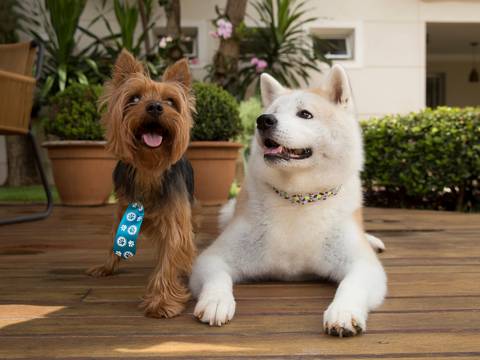 Os irmãos pets, um pequeno Yorkshire terrier, com três patas e o grande Akita, posam para foto'