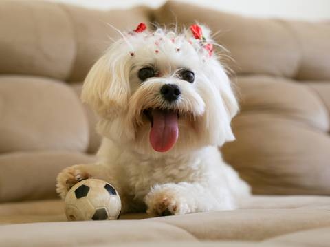 A linda maltês Nina, posa no sofá de casa com seu brinquedo'