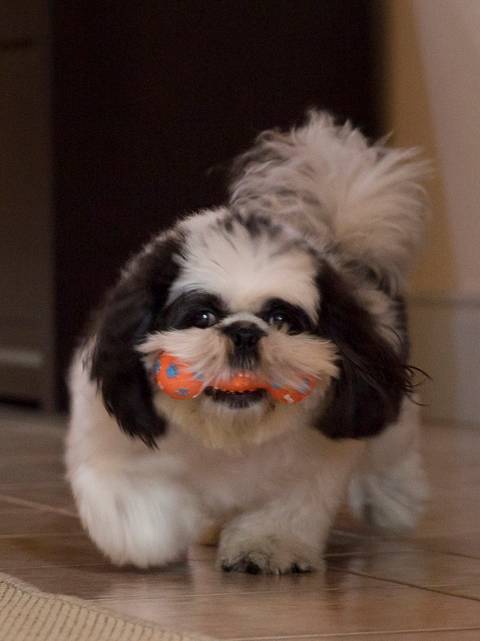 O shih-tzu Victor se divertindo com seus brinquedos'