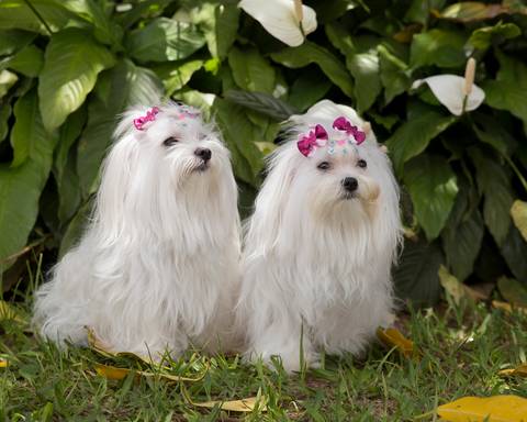 As duas cachorras Maltês posam para ensaio fotográfico'