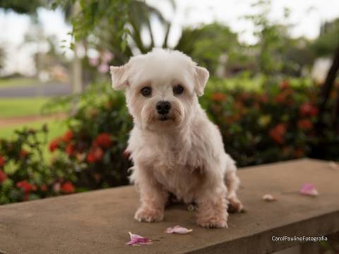 O dengoso maltês jorginho posa no banco do jardim'