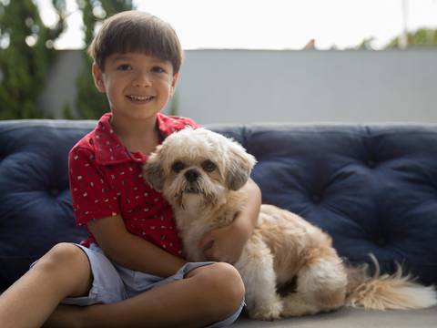 O fofo shih-tzu golden posa com seu irmão humano na sala de casa'
