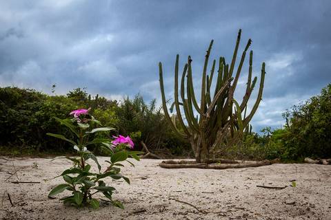 Restinga do Barreto'
