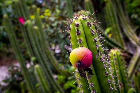 Restinga do Barreto'