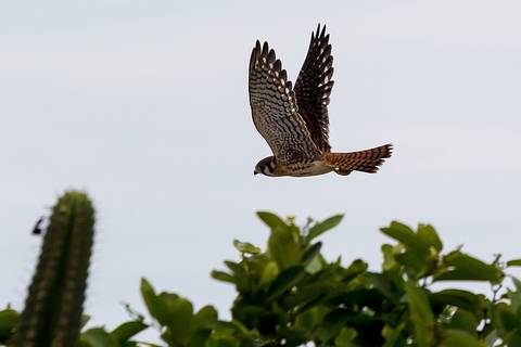 Restinga do Barreto - Falcão Quiriquiri'