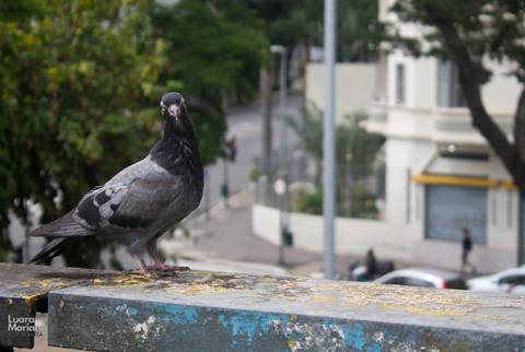 click a pé minhocão fotografia sp'