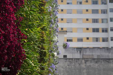 click a pé minhocão fotografia sp'