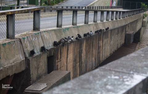 click a pé minhocão fotografia sp'