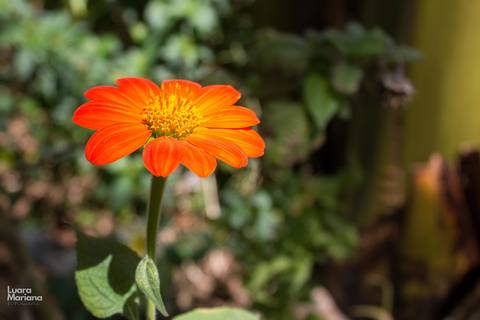 click a pé centro cultural sp fotografia'