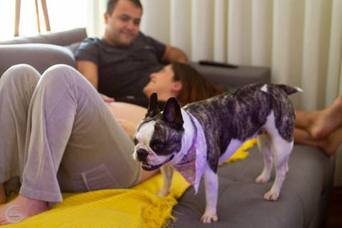 book gestante em casa ensaio lifestyle fotografia a domicilio sp pet'