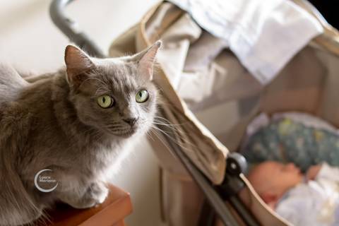 ensaio newborn lifestyle em casa fotografia a domicilio sp recem nascido book familia bebe gato'