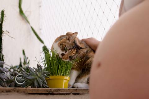 ensaio gestante lifestyle tatuape analia franco sp fotografia a domicilio fotografa de familia pet gato'