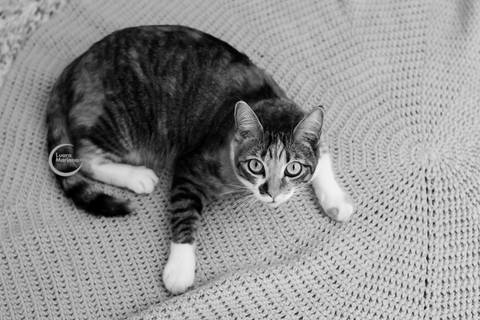 ensaio gestante lifestyle tatuape analia franco sp fotografia a domicilio fotografa de familia pet gato'