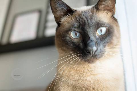 ensaio lifestyle 6 meses fotografia de familia a domicilio sp pet'