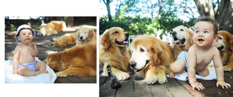 Goldens retriever com bebê.'
