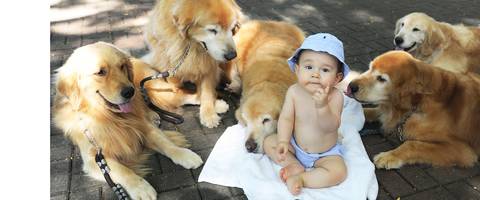 Ensaio fotográfico com Goldens Retriever e bebê em área externa. '