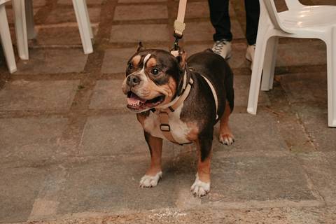 mini wedding - casamento - casamento pequeno - fotografia de casamento - registro de casamento - noiva - noivo - fotografia em niterói '