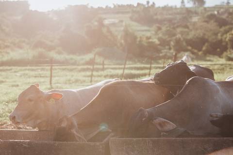 Inspiração de ensaio country'