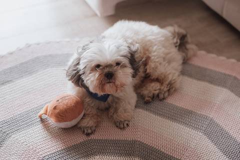 Ensaio de casal em casa'