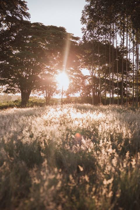 Ensaio feminino no campo'