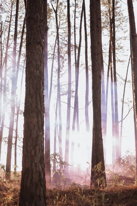 Ensaio revelação da gravidez na floresta'