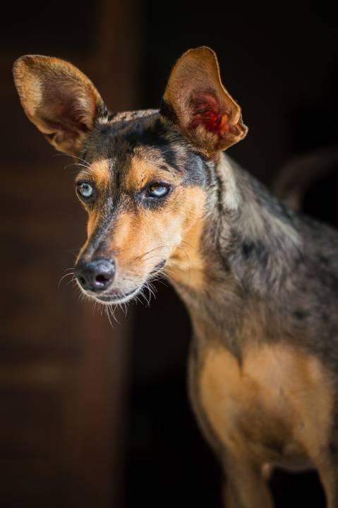 Ensaio fotográfico Família Bahia, em casa, feminino, com cachorro, com pet, São Mateus ES, Agência Cricaré, Shanti Rabelo'