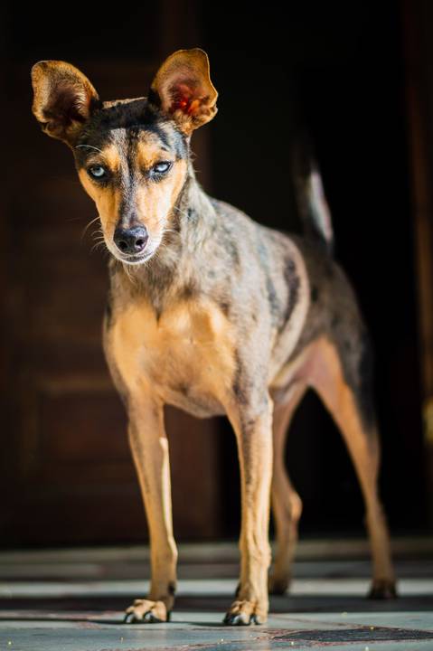 Ensaio fotográfico Família Bahia, em casa, feminino, com cachorro, com pet, São Mateus ES, Agência Cricaré, Shanti Rabelo'