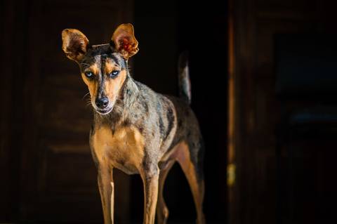 Ensaio fotográfico Família Bahia, em casa, feminino, com cachorro, com pet, São Mateus ES, Agência Cricaré, Shanti Rabelo'