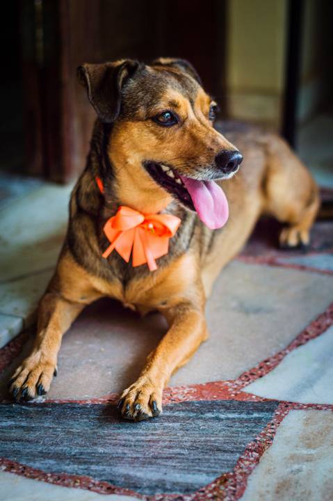 Ensaio fotográfico Família Bahia, em casa, feminino, com cachorro, com pet, São Mateus ES, Agência Cricaré, Shanti Rabelo'