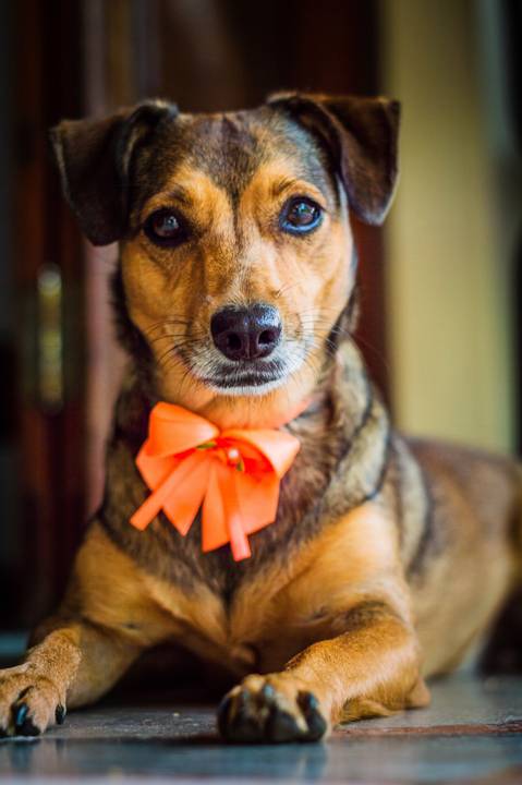 Ensaio fotográfico Família Bahia, em casa, feminino, com cachorro, com pet, São Mateus ES, Agência Cricaré, Shanti Rabelo'