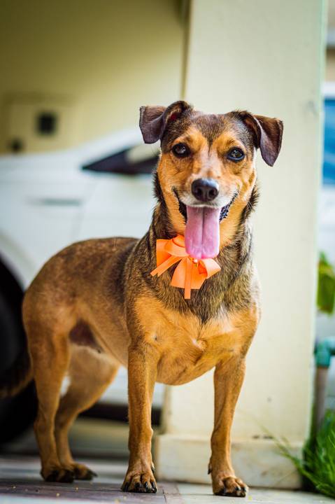 Ensaio fotográfico Família Bahia, em casa, feminino, com cachorro, com pet, São Mateus ES, Agência Cricaré, Shanti Rabelo'