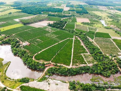 Fotógrafo de drone em São Mateus es, Fotografia aérea em São Mateus, Acompanhamento de obras com drone, Imagens aéreas de sítio, Imagens aéreas de roça, Imagens Aéreas, Fotógrafo de imagens Aéreas em São Mateus ES, Shanti Rabelo, Agência Cricaré, São Mate'