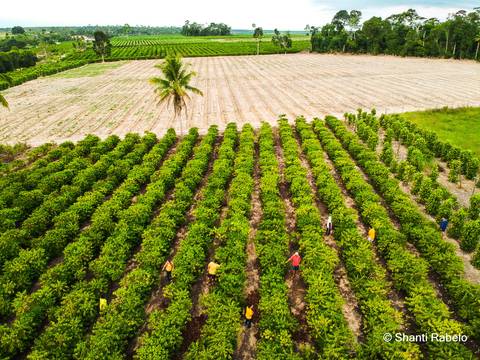 Fotógrafo de drone em São Mateus es, Fotografia aérea em São Mateus, Acompanhamento de obras com drone, Imagens aéreas de sítio, Imagens aéreas de roça, Imagens Aéreas, Fotógrafo de imagens Aéreas em São Mateus ES, Shanti Rabelo, Agência Cricaré, São Mate'
