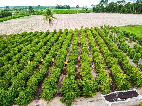 Fotógrafo de drone em São Mateus es, Fotografia aérea em São Mateus, Acompanhamento de obras com drone, Imagens aéreas de sítio, Imagens aéreas de roça, Imagens Aéreas, Fotógrafo de imagens Aéreas em São Mateus ES, Shanti Rabelo, Agência Cricaré, São Mate'